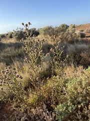 Pterocaulon sphacelatum