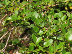 Nothofagus betuloides