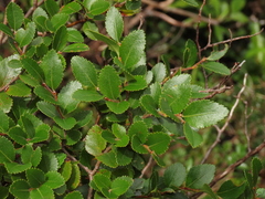Nothofagus betuloides