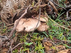 Leucopaxillus eucalyptorum