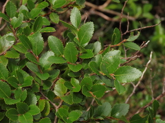 Nothofagus betuloides