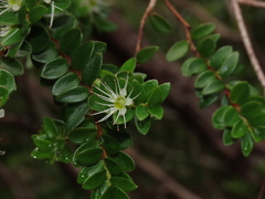Metrosideros stipularis