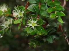 Metrosideros stipularis