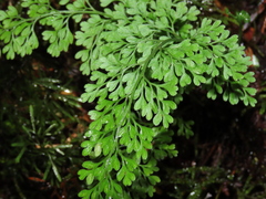 Asplenium dareoides