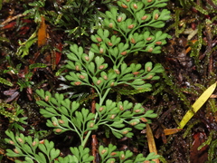 Asplenium dareoides