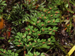 Asplenium dareoides