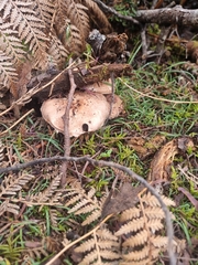 Leucopaxillus eucalyptorum