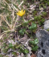 Tephroseris newcombei