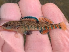 Etheostoma caeruleum
