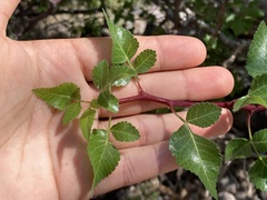 Bursera epinnata