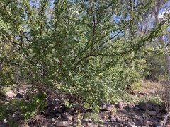 Bursera epinnata