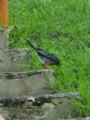 Turdus plumbeus