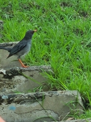 Turdus plumbeus