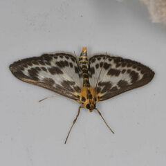 Anania hortulata