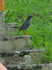 Turdus plumbeus