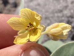 Senna confinis