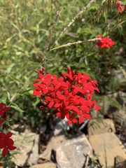 Arachnothryx leucophylla