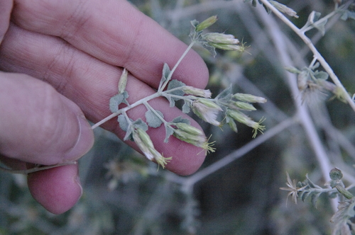 Image of Brickellia desertorum by (c) Eric Knight, some rights reserved (CC BY)