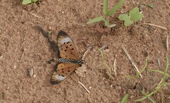 Acraea oncaea