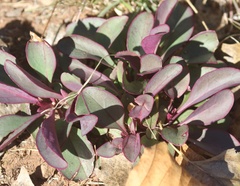 Penstemon pseudospectabilis