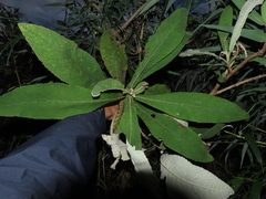Acrisione cymosa