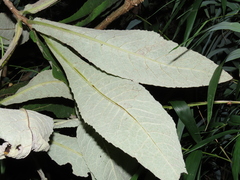 Acrisione cymosa