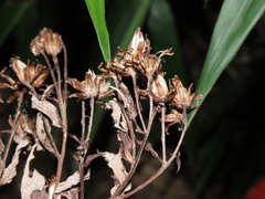 Acrisione cymosa