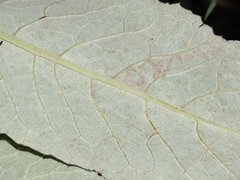 Acrisione cymosa
