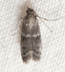 Eurythmia angulella