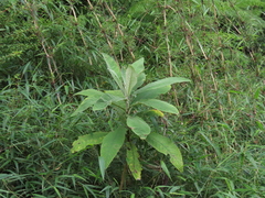Acrisione cymosa