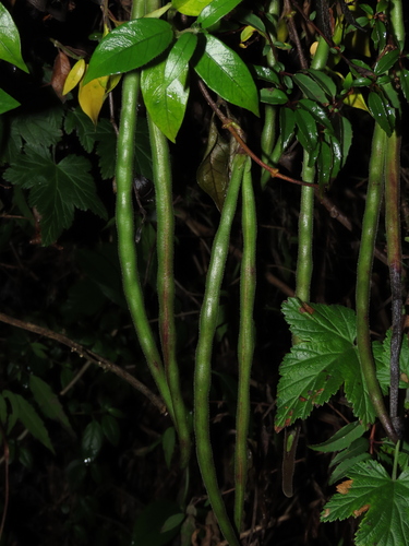 Elytropus chilensis (Elytropus chilensis)