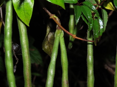 Elytropus chilensis
