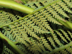 Lophosoria quadripinnata