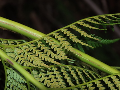 Lophosoria quadripinnata