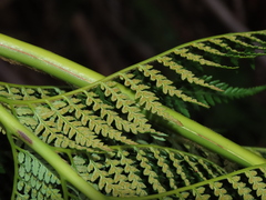 Lophosoria quadripinnata