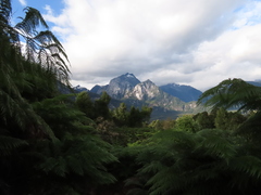 Lophosoria quadripinnata