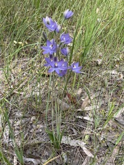 Thelymitra megcalyptra