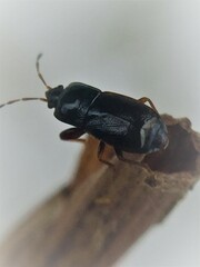 Plinthisus woodwardi