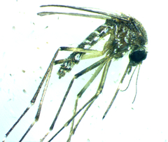 Aedes taeniorhynchus