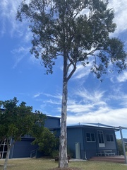 Eucalyptus tereticornis