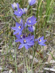 Thelymitra megcalyptra
