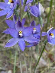 Thelymitra megcalyptra