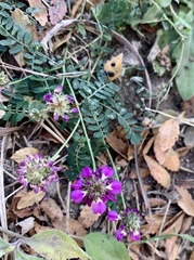 Dalea bicolor