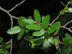 Nothofagus dombeyi
