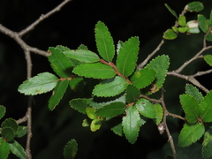 Nothofagus dombeyi