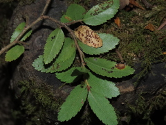 Nothofagus dombeyi