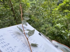 Elaeagnus thunbergii