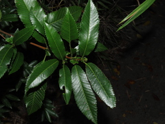 Caldcluvia paniculata