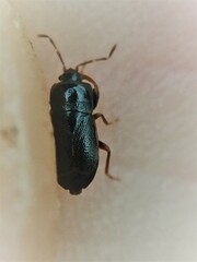 Plinthisus woodwardi