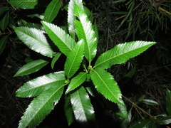 Caldcluvia paniculata